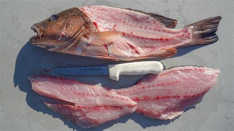 How To Clean And Fillet Mangrove Snapper Youtube