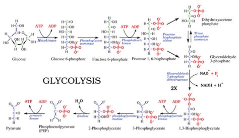 3-phosphoglyceraldehyde is oxidized in glycolysis to form3-phosphoglycerate1, 3 ...