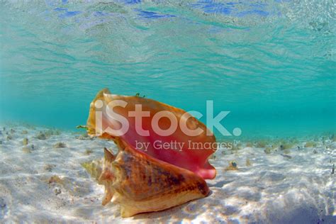 Conch Shell In Ocean Stock Photo | Royalty-Free | FreeImages