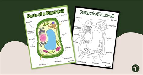 Mitochondria In Plant Cell