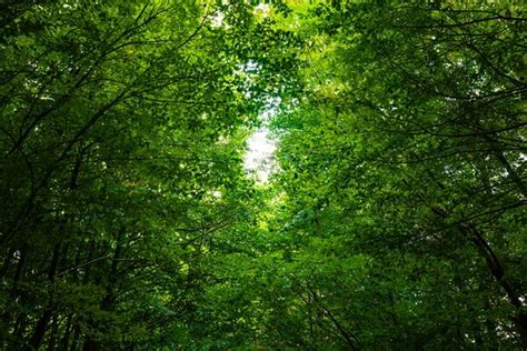 Nature Forest Background Stock Photos, Images and Backgrounds for Free Download