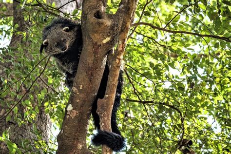 Tackling Wildlife Trafficking in Laos | Laos Wildlife Sanctuary