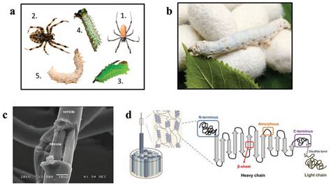 Review On Fabrication And Application Of Regenerated Bombyx Mori Silk