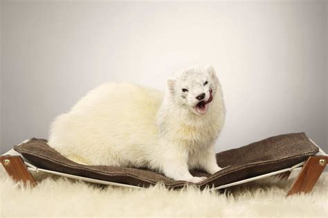 Ferret Colors: A Guide to Ferret Colors and Patterns - A-Z Animals