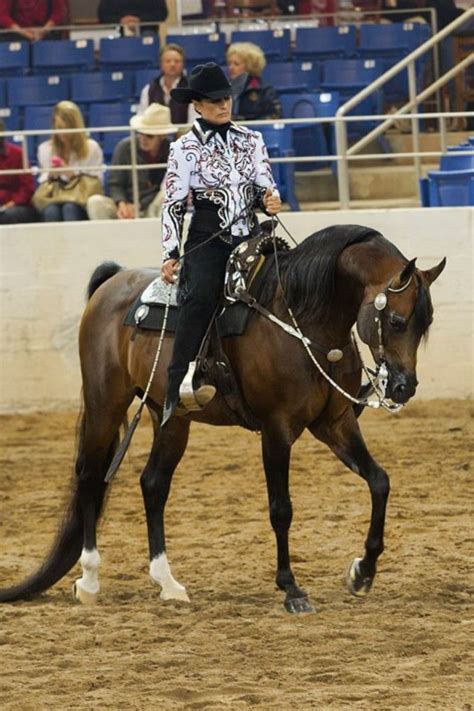 Egyptian Arabian horse Egyptian Arabian Horses, Beautiful Arabian ...