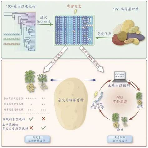 以12亿年进化为“镜” 我国科学家突破马铃薯育种关键难题财经头条