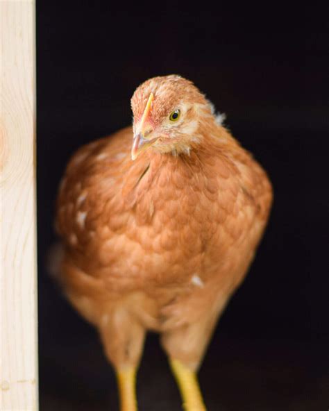 What Are Sex Link Chickens A Comprehensive Guide