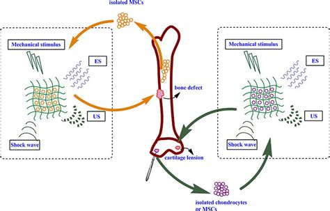 Schematic Of Cell Based Bone And Cartilage Regeneration From Different Download Scientific