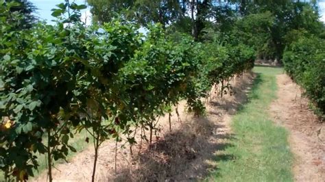 How To Trellis Blackberries And Raspberries Youtube