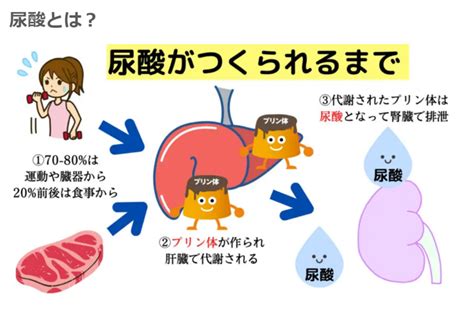 ⑥尿酸とプリン体の関係（痛風・高尿酸血症予防）及び尿酸の抗酸化作用（活性酸素の消去）