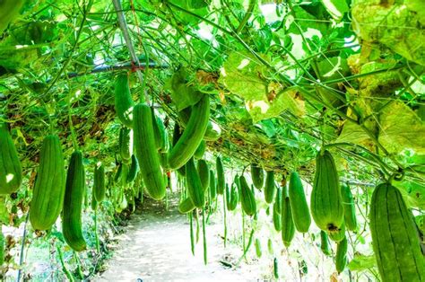 Mudah Dan Cepat Panen Ini Jenis Sayuran Yang Bisa Ditanam Di Kebun