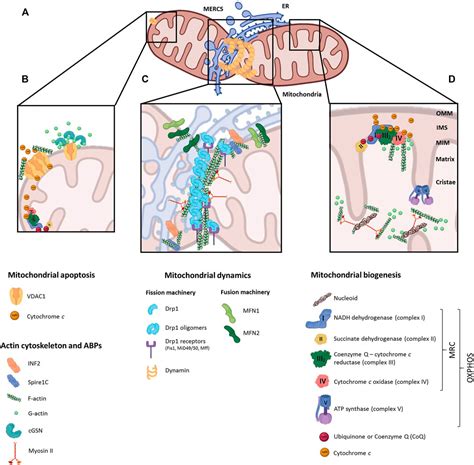 Frontiers Regulation Of Mitochondrial Function By The Actin Cytoskeleton