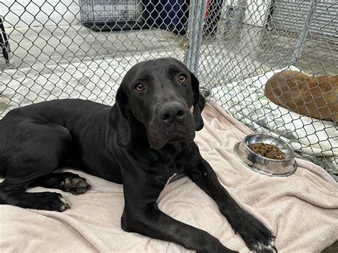 Bloodhound Great Dane Mix