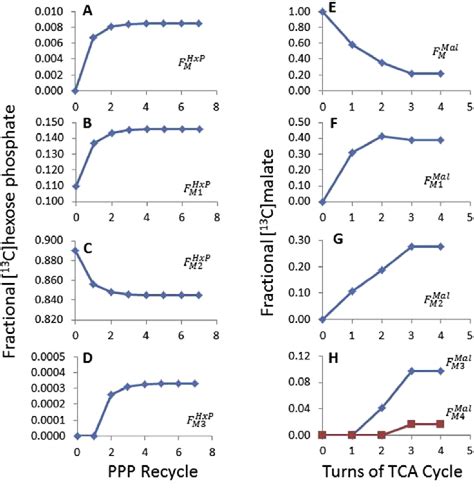 Figure 1 From 13c Metabolic Flux Analysis In Neurons Utilizing A Model