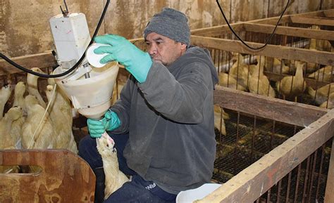 Hudson Valley Foie Gras Welcomes Visitors To Learn The Truths Of Foie