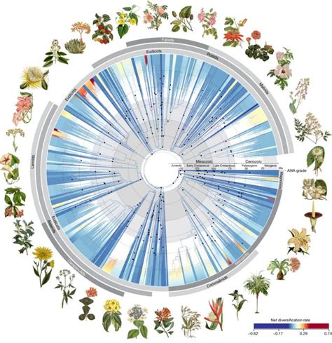 Time Calibrated Phylogenetic T IMAGE EurekAlert Science News Releases