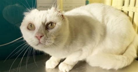 Une chatte ayant subi une opération des oreilles se remet de son cancer