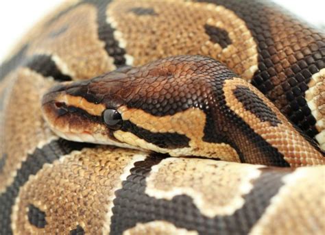 All About Snakes - Snake Facts & Information | PetMD