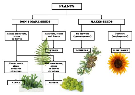 Plant Classification Chart Pdf Classifying Plants Plant