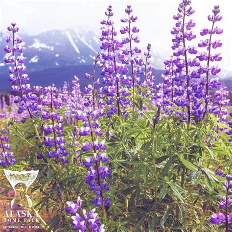 @alaskahomepack posted to Instagram: Purple Lupine Wildflowers It is ...