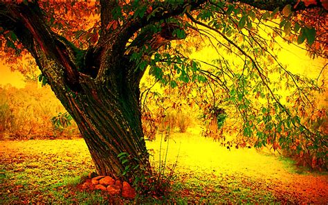 Autumn Trees Wallpaper Widescreen