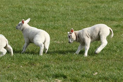 «Lambs Playing In A Field» del colaborador de Stocksy «Marcel» - Stocksy