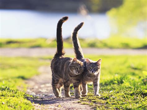 Tail Talk Why Cats Wag Their Tails · The Wildest