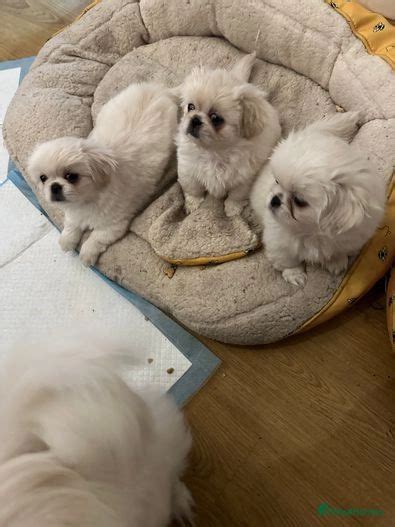 White Pekingese For Sell For Sale In Thornton Heath Pets4homes