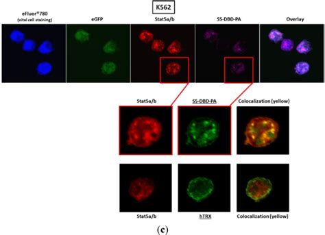 Cancers Special Issue Stat3 Signalling In Cancer Friend Or Foe