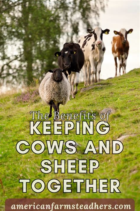 The Benefits Of Keeping Sheep And Cows Together