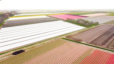 Best guided tulip bike tours in Holland 2025: See flower fields in ...