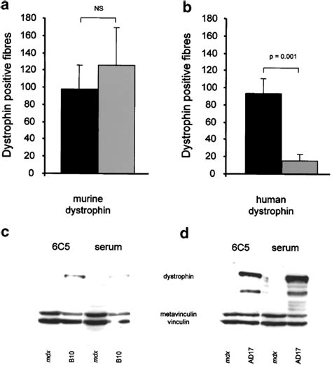 Ta Muscles Of Mdx Mice Week Black Bars And Weeks Grey Bars