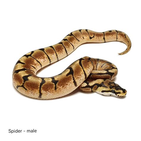 Кралски Питон – Spider – Мъжки – Teraristika