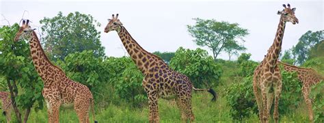 Arusha National Park - Misele Safaris