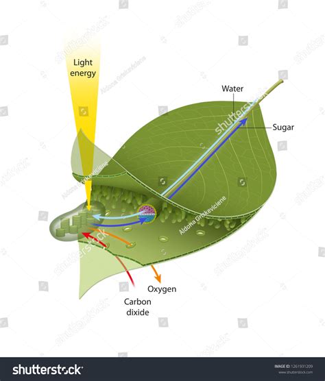 75,900 Photosynthesis leaf Images, Stock Photos & Vectors | Shutterstock