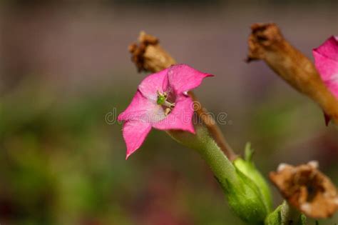 Flower Of Tobacco Nicotiana Tabacum Stock Image Image Of Herbaceous