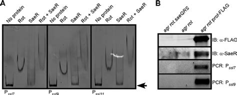 Dna Binding Properties Of Rot Saer And Rot Saer Complexes A Emsa