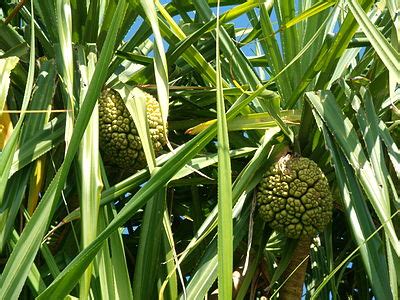 Why the Ketaki flower was cursed by gods - Biodiversity of India: A ...