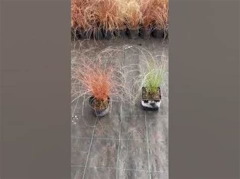 Осока власовидная Bronco, Осока власовидная Amazon Mist и Осока ...