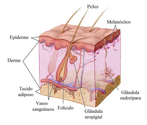Camadas Da Pele Real - Pele humana - Camadas, epiderme, derme, hipoderme, estruturas anexas