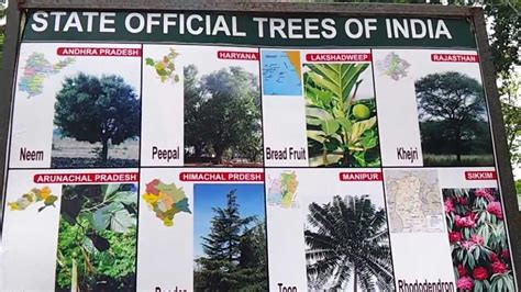 Types Of Indian Trees With Names