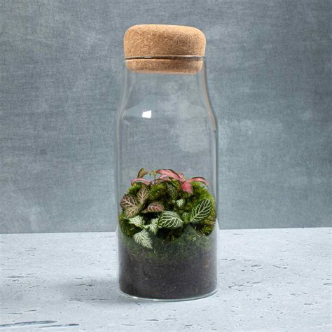 Bottle Fittonia Terrarium | For Sale | ome