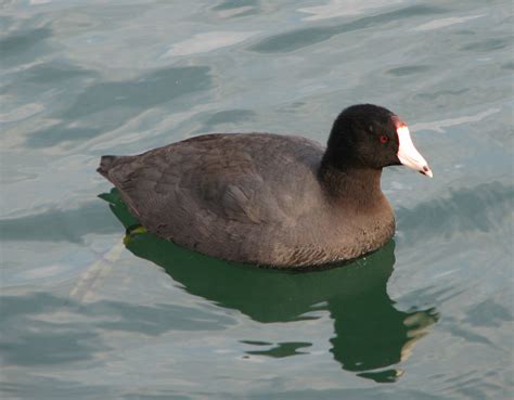 American Coot Walton County Flordia Inaturalist Australia