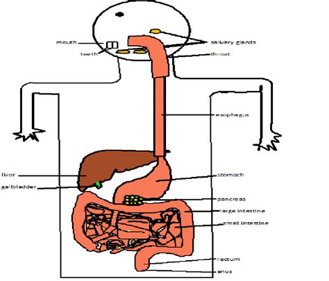 Internal Body Parts Diagram - ClipArt Best