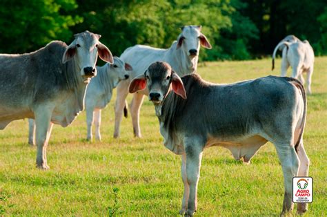 Raza Bovina Brahman Caracter Sticas Y Cualidades