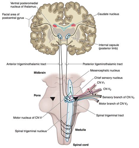 Trigeminal Pathways Flashcards Quizlet