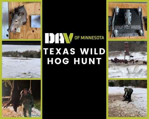 Texas Wild Hog Hunt 1 DAV Of Minnesota