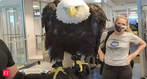 Clark Eagle: 20-year-old bald eagle 'Clark' spotted in human queue at