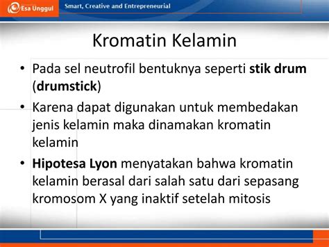 cara membedakan jenis kelamin anak kucing 4