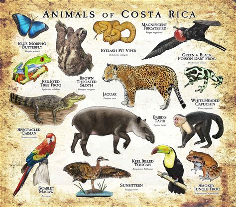 Cartel de Animales de Costa Rica - Etsy México